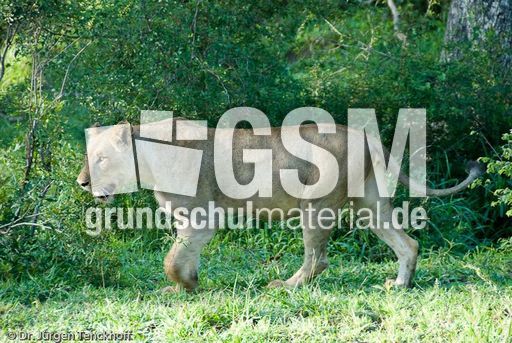 Löwen (42 von 69).jpg